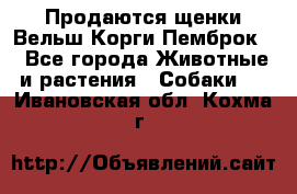 Продаются щенки Вельш Корги Пемброк  - Все города Животные и растения » Собаки   . Ивановская обл.,Кохма г.